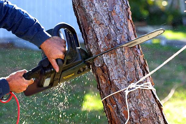 Best Arborist Consultation Services  in Fennville, MI