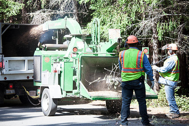 Trusted Fennville, MI Tree Removal Services Experts